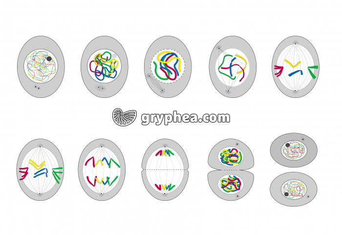 La mitose en 10 étapes - infographie - gryphea.com